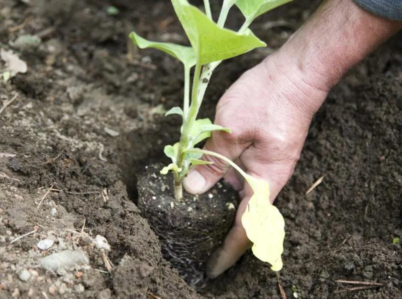 presađivanje sadnica u otvoreno tlo