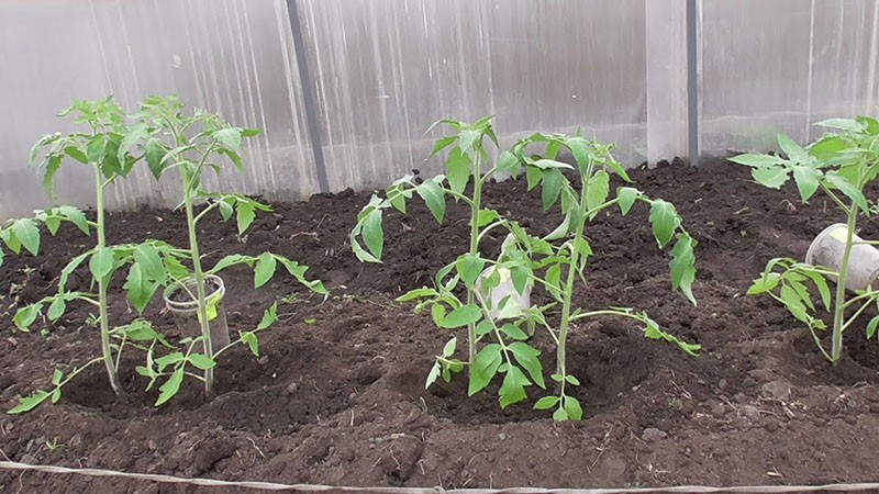tomatenzaailingen verplanten