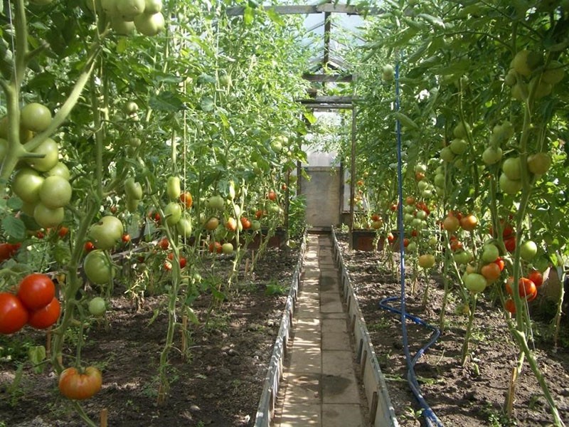 samara tomaten verzorgen in de kas