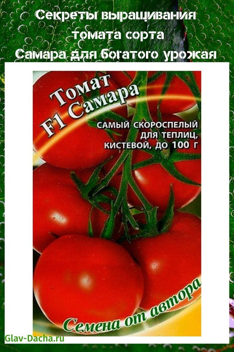 Samara tomaat