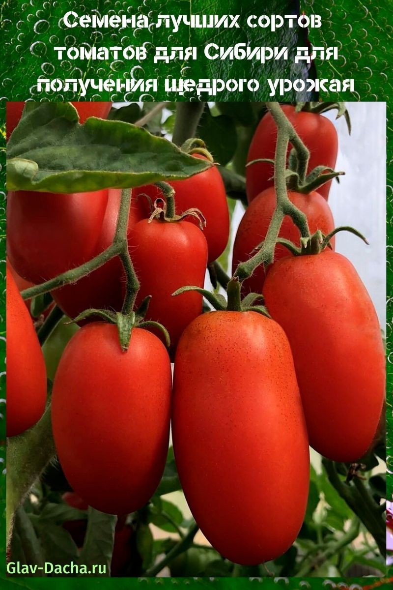sjeme najboljih sorti rajčice za Sibir