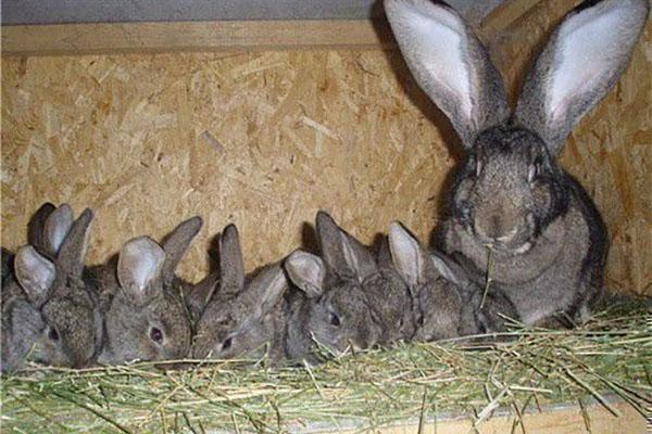 vrouwtje met konijnen