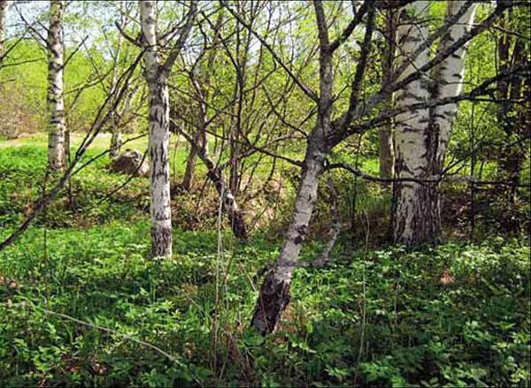 Karelijska breza