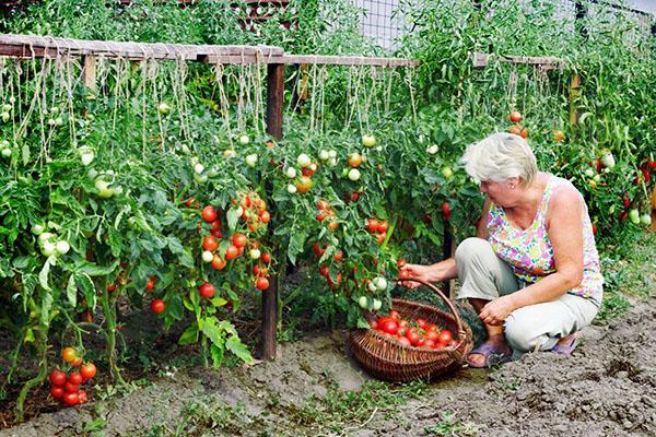 oogst tomaat