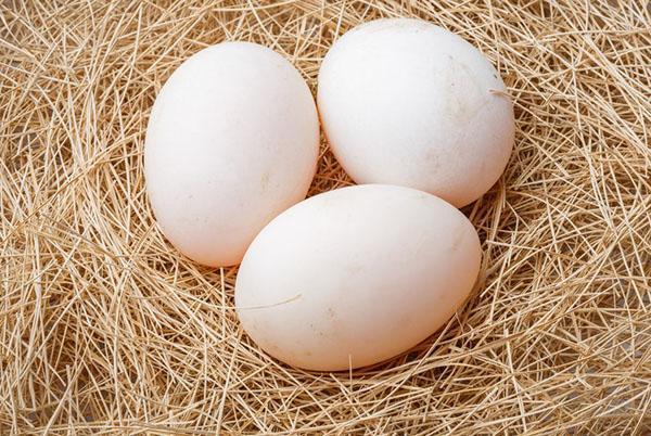 Voor een broedmachine moeten eieren uit het nest worden gehaald