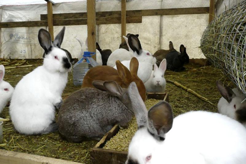 hoe lang leeft een konijn bij het fokken?