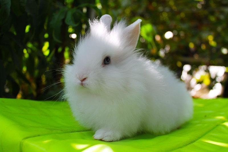 hoe lang leeft een decoratief konijn?