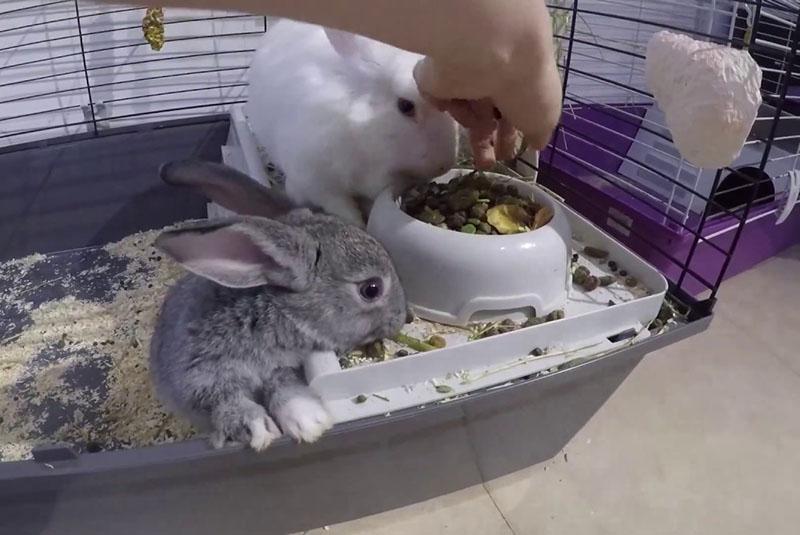 konijnen in comfortabele omstandigheden houden