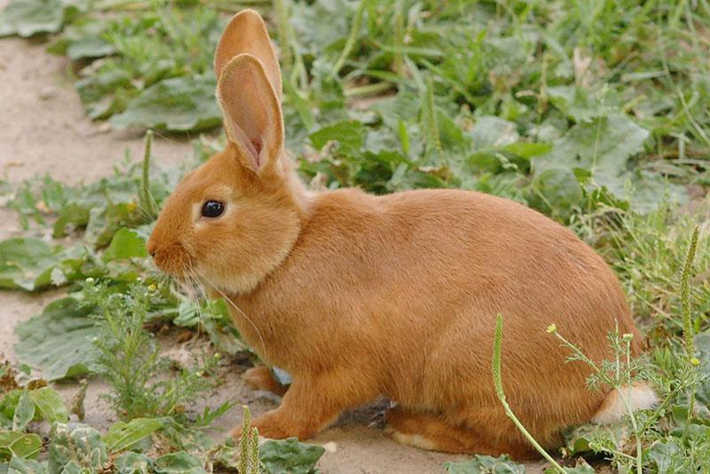 lichamelijke gezondheid van konijnen