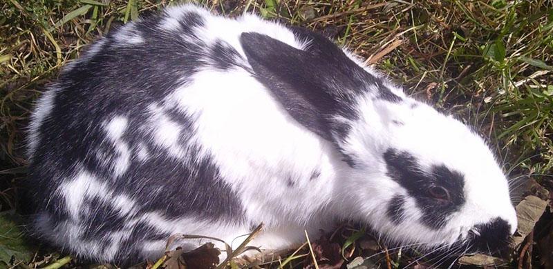 voortijdige dood van konijnen
