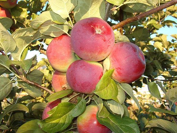 stablo jabuke Orlik