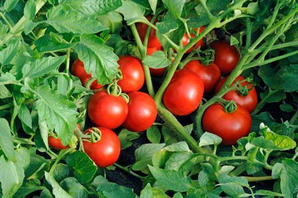 Katya tomaat
