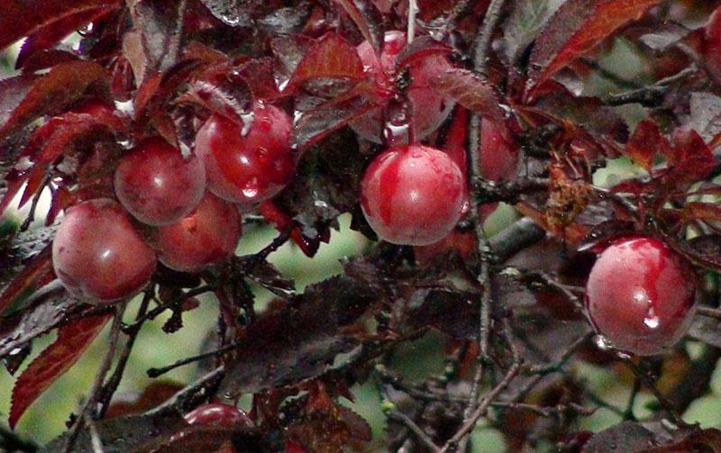vruchtdragende roodbladige pruim