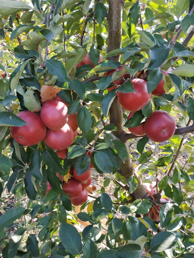 stablo jabuke idared