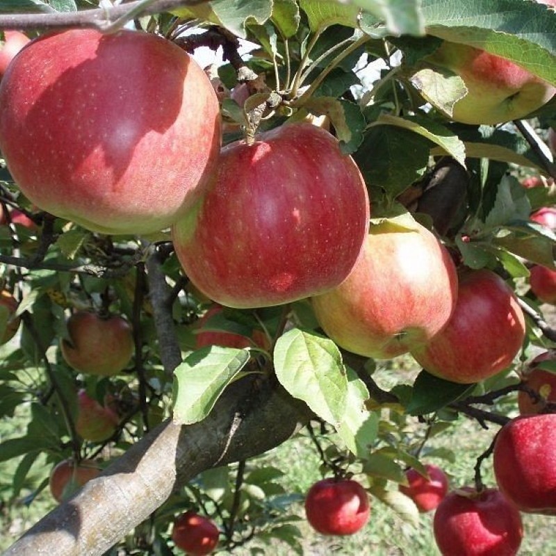 opis sorte stablo jabuke idared