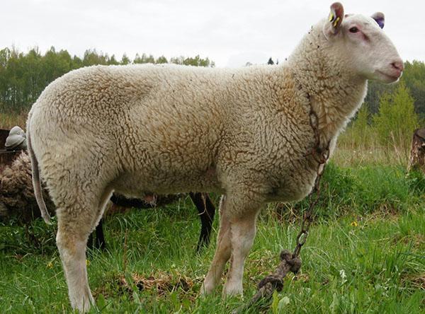 jonge schapen