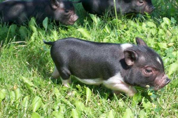 Male svinje na travnjaku