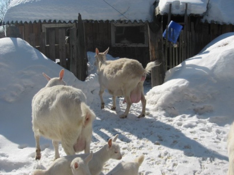 teritorij za zimske šetnje koza