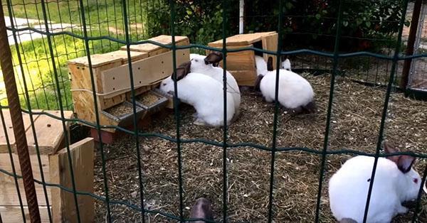 volière voor het houden van konijnen in de zomer