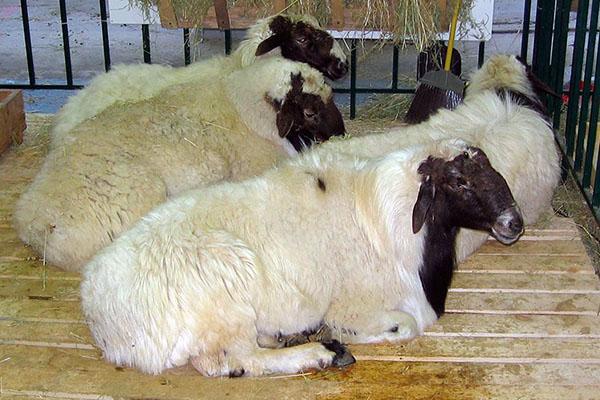 držanje ovaca s debelim repom