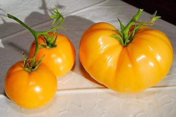 de grootte van de vruchten van de persimmon-variëteit