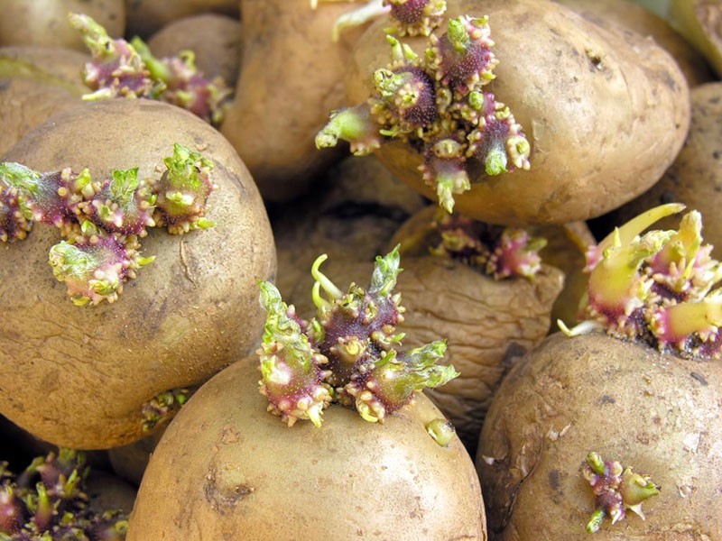 priprema krumpira za sadnju