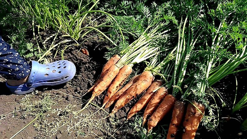 technologie voor het kweken van wortel