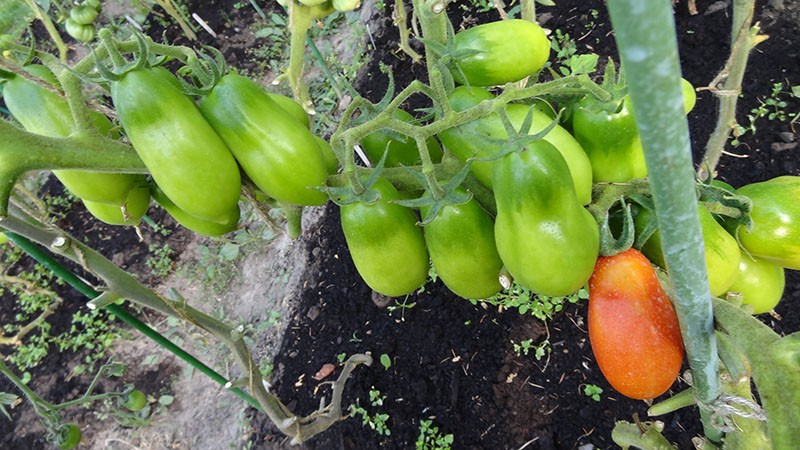 tomatenverzorging buiten