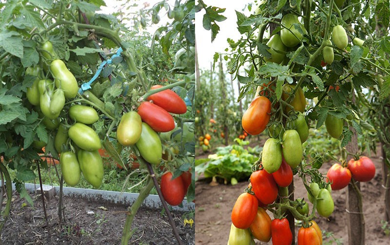 tomatensoort met hoge opbrengst