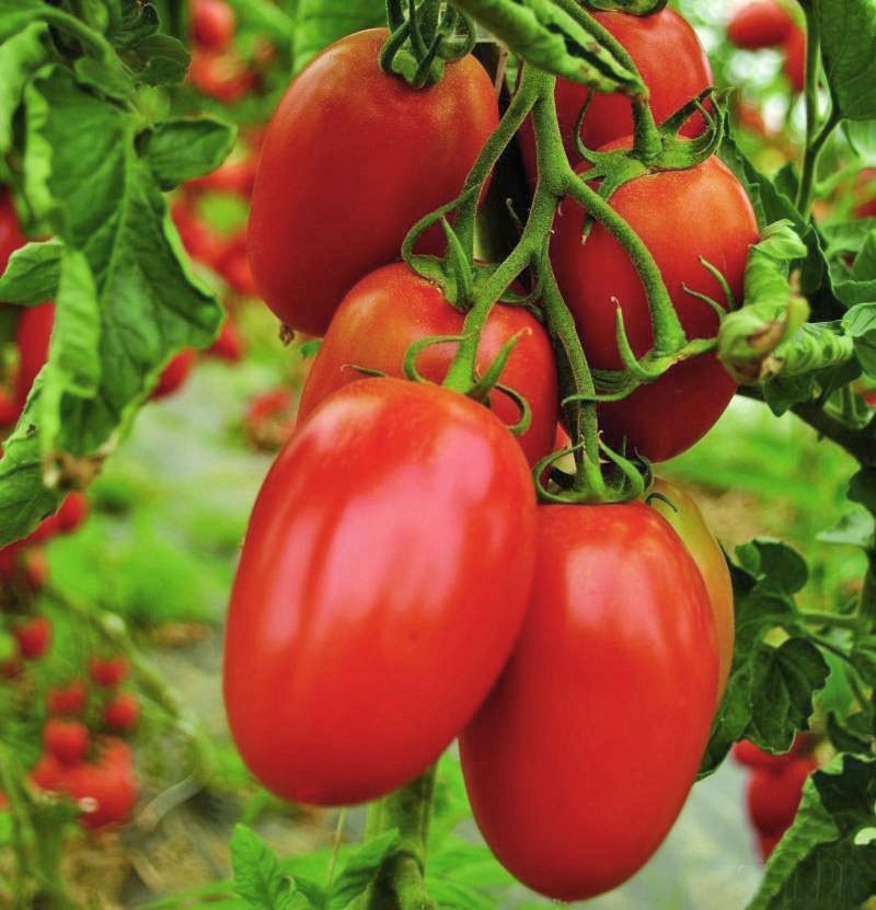 zrele rajčice