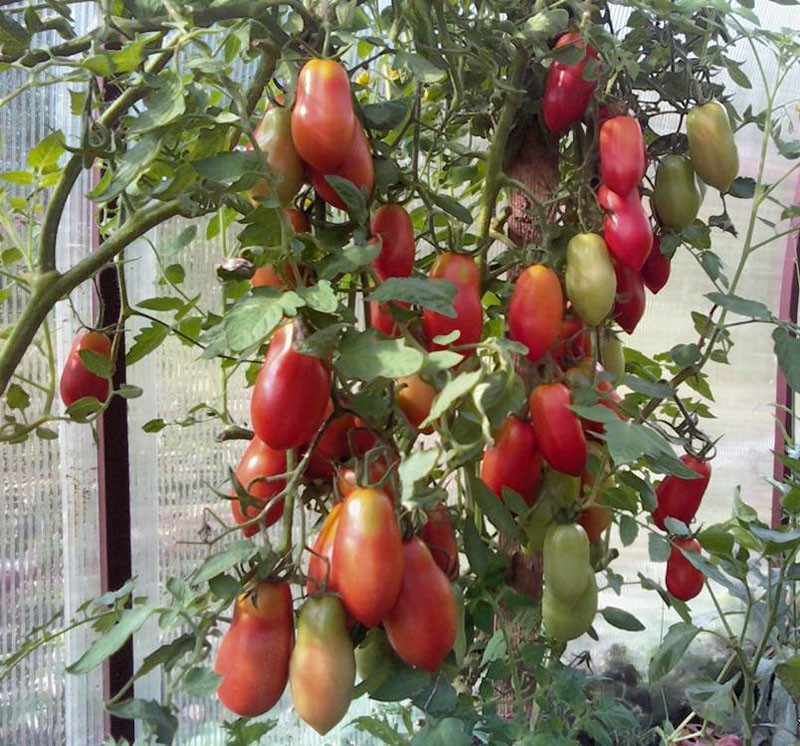 tomatenvariëteit frans bos in een kas