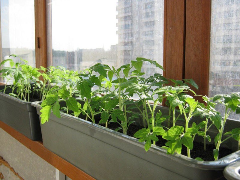 sadnice rajčice na prozorskoj dasci