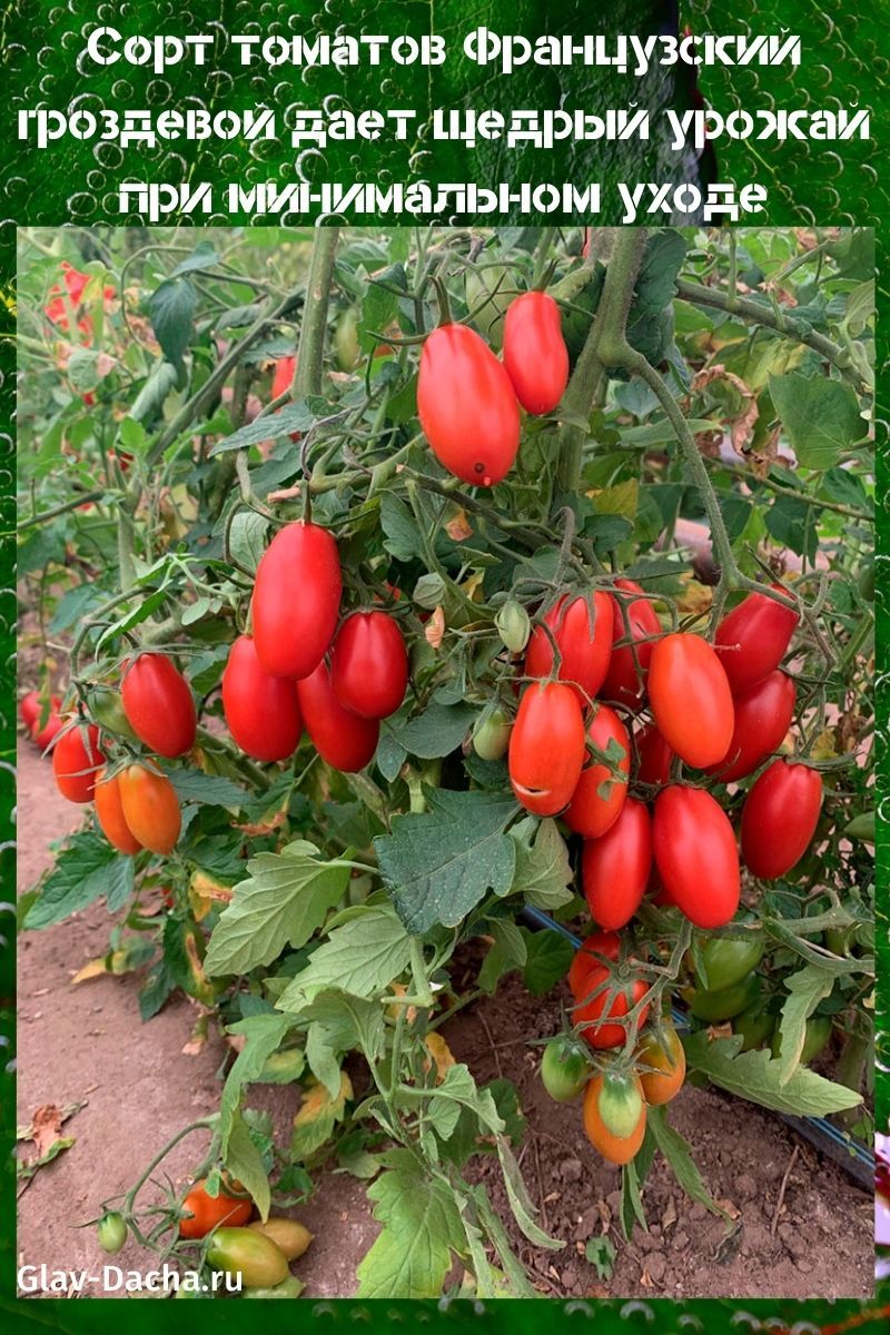 tomatenras Franse bos