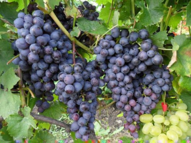 prednosti i nedostaci grožđa Muromets