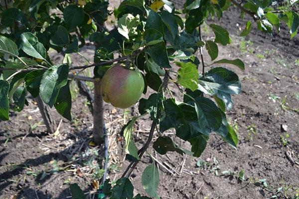 de eerste vruchten van de appelboom van Noord-Sinap