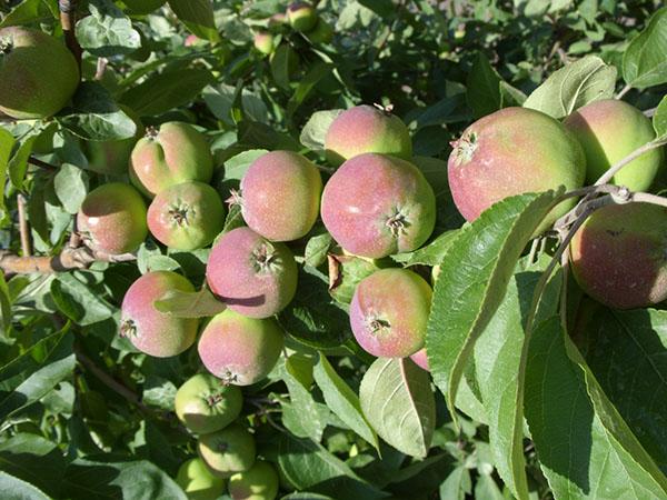 de appelvariëteit North Sinap rijpt