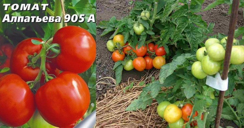 rajčica alpatieva 905 a