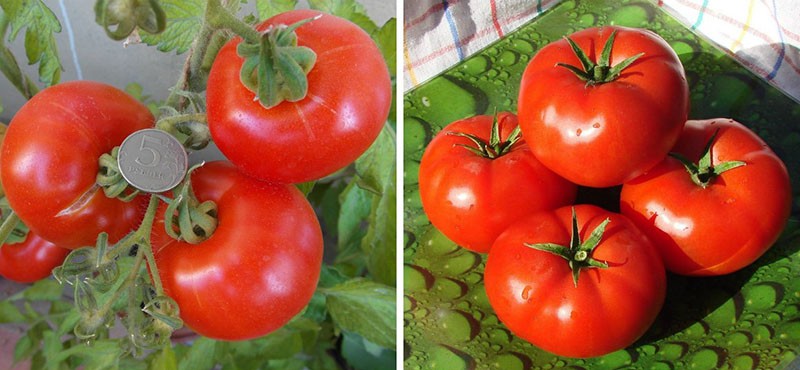 paradajz lark