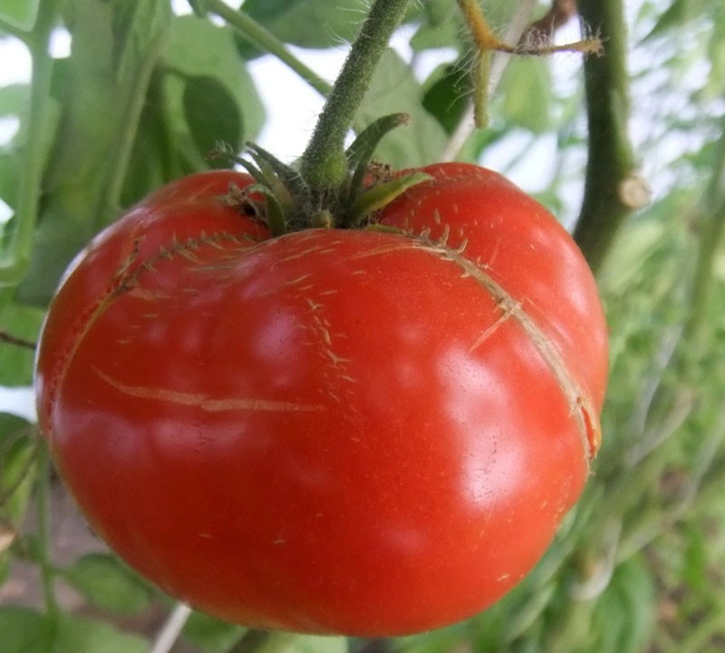 paradajz akademik Sakharov