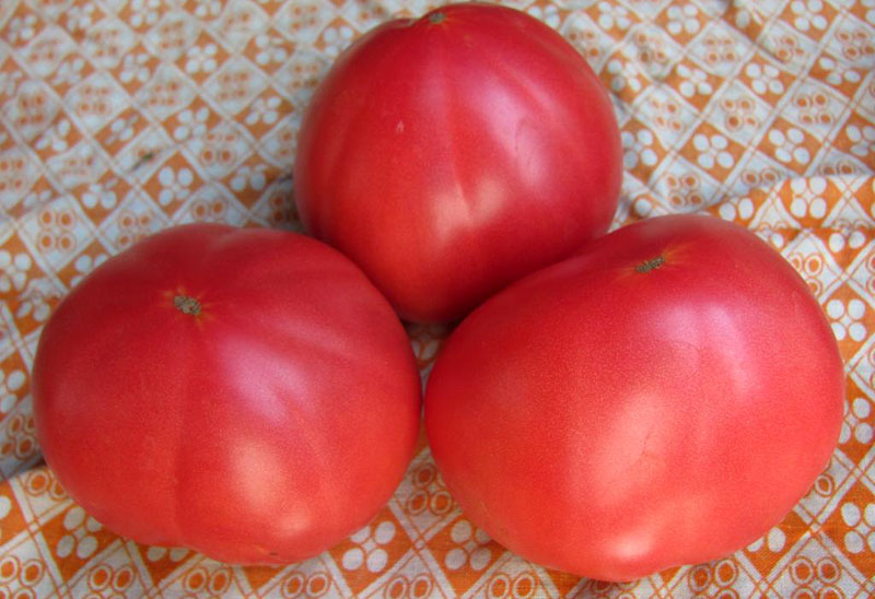 rajčice bakin dar