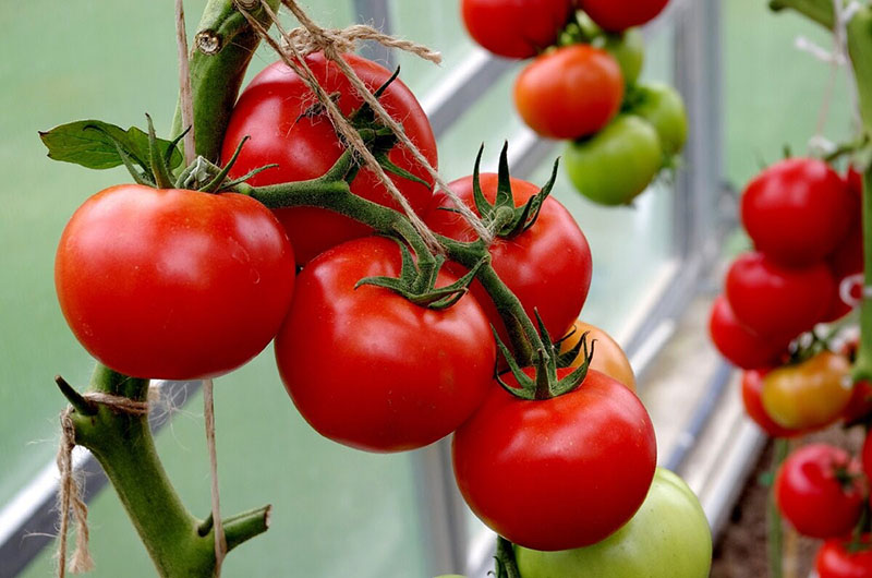 rajčice s kasnim sazrijevanjem