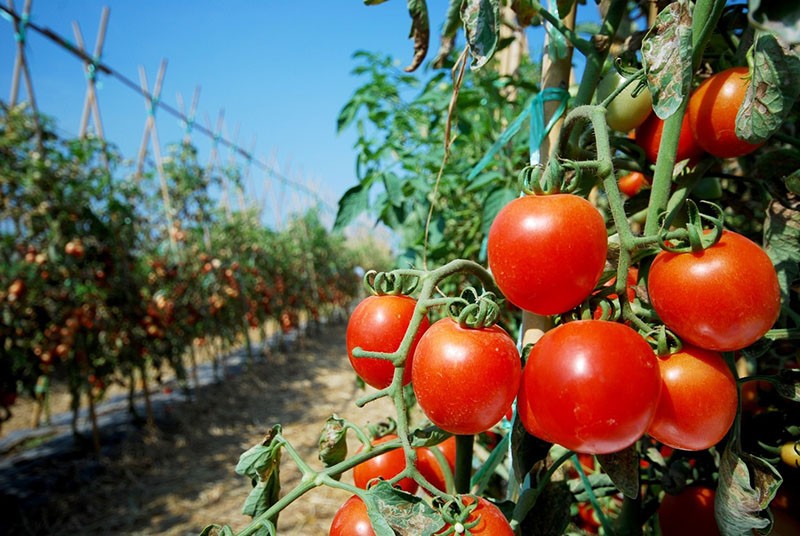 sorte rajčice za otvoreno tlo