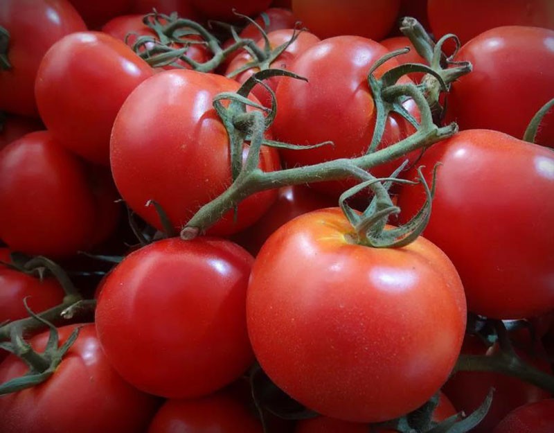rajčice annuta