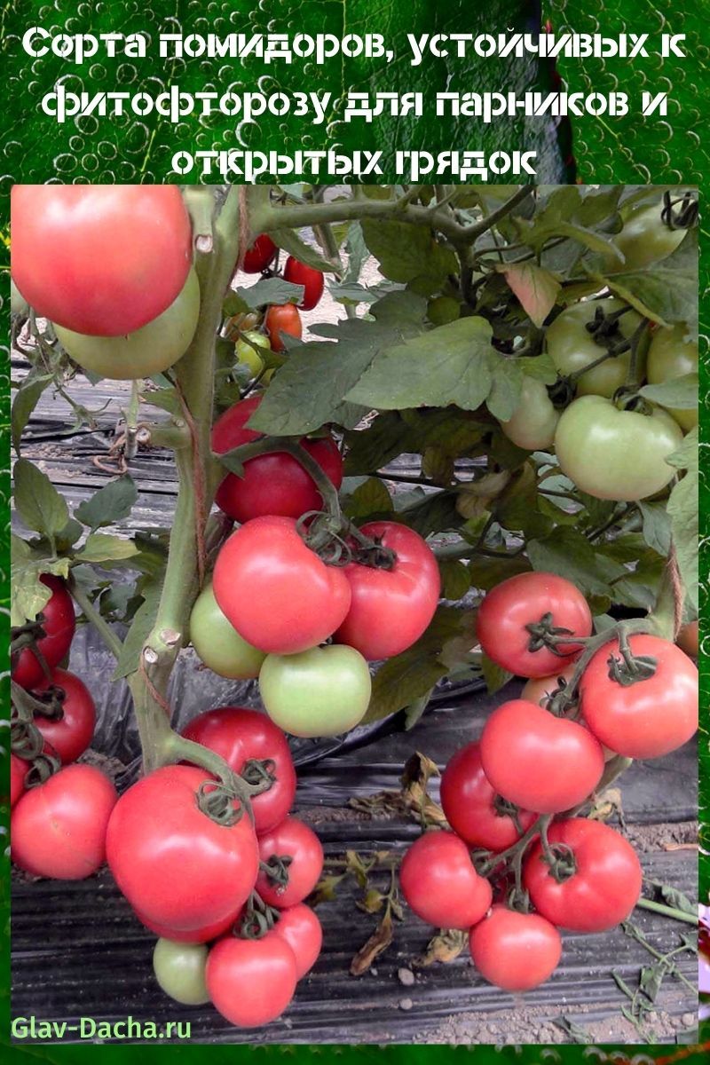 sorte rajčice otporne na kašalj