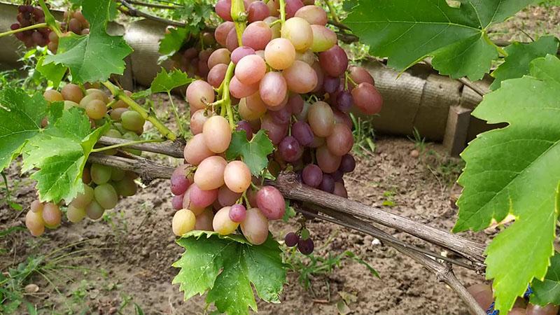 vroeg-midden druivensoorten