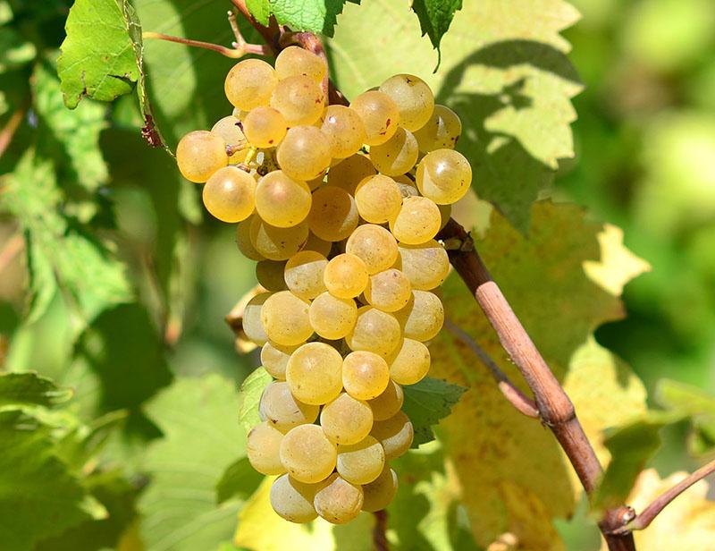 druivensoorten voor witte wijn