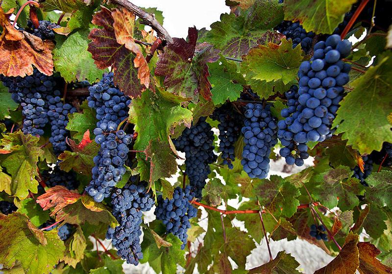 druivensoorten voor rode wijn