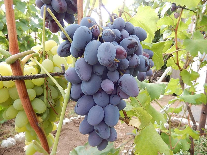 vroege druivensoorten