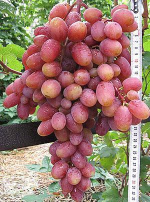 Julijansko grožđe