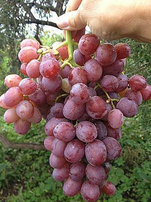 Libijsko grožđe